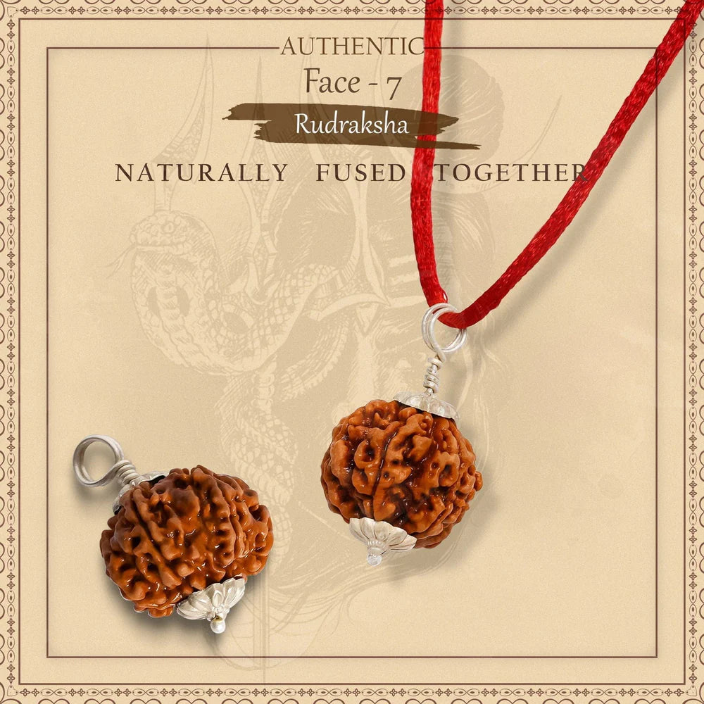 7 MUKHI NEPALI RUDRAKSHA WITH SILVER CAP